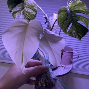 Monstera albo top cutting two leaves with green flecks